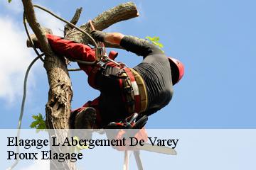 Elagage l-abergement-de-varey-01640 Dynamique Elagueur