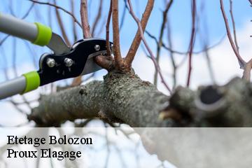 Etetage  bolozon-01450 Proux Elagage