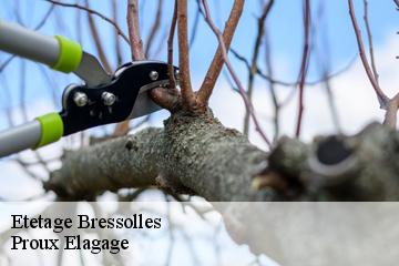 Etetage  bressolles-01360 Proux Elagage