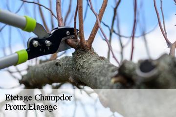 Etetage  champdor-01110 Proux Elagage