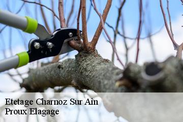 Etetage  charnoz-sur-ain-01800 Proux Elagage