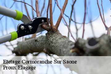 Etetage  cormoranche-sur-saone-01290 Proux Elagage