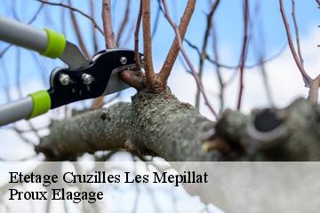 Etetage cruzilles-les-mepillat-01290 Proux Elagage