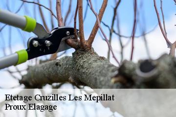 Etetage  cruzilles-les-mepillat-01290 Proux Elagage