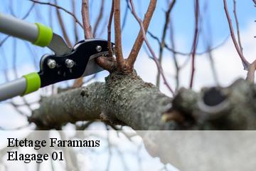 Etetage  faramans-01800 Elagage 01