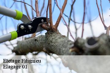 Etetage fitignieu-01260 Elagage 01