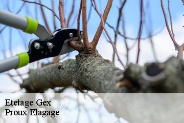 Etetage  gex-01170 Proux Elagage