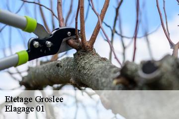 Etetage  groslee-01680 Elagage 01