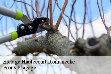 Etetage  hautecourt-romaneche-01250 Proux Elagage