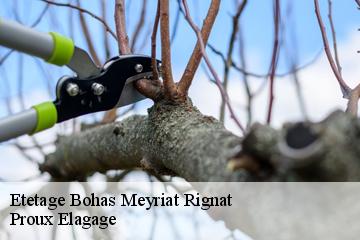 Etetage  bohas-meyriat-rignat-01250 Pierrot Elagage