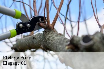 Etetage priay-01160 Elagage 01