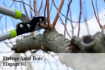 Etetage saint-bois-01300 Elagage 01