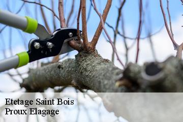 Etetage  saint-bois-01300 Proux Elagage