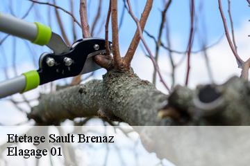 Etetage  sault-brenaz-01150 Elagage 01