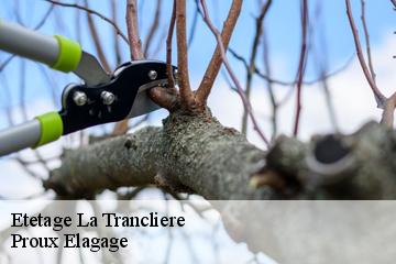 Etetage  la-trancliere-01160 Proux Elagage