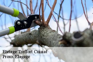 Etetage  treffort-cuisiat-01370 Proux Elagage