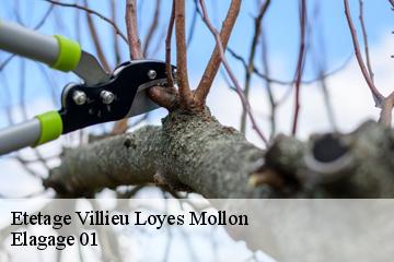 Etetage villieu-loyes-mollon-01800 Elagage 01