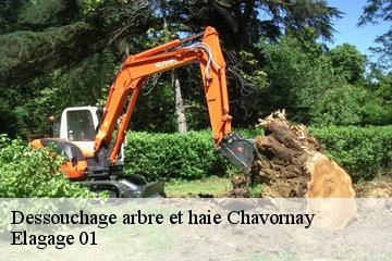 Dessouchage arbre et haie  chavornay-01510 Elagage 01
