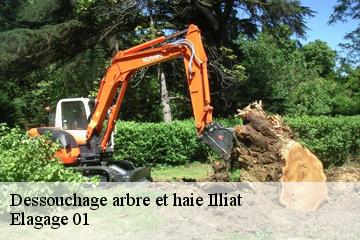 Dessouchage arbre et haie illiat-01140 Elagage 01