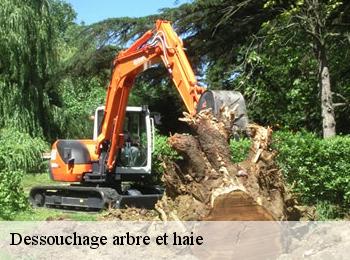 Dessouchage arbre et haie