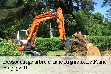 Dessouchage arbre et haie rignieux-le-franc-01800 Elagage 01
