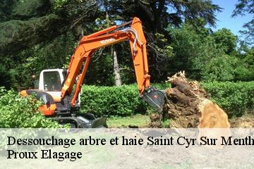 Dessouchage arbre et haie  saint-cyr-sur-menthon-01380 Proux Elagage