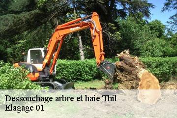Dessouchage arbre et haie thil-01120 Elagage 01