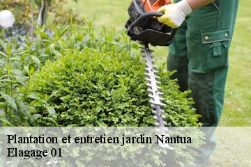 Plantation et entretien jardin  nantua-01130 Elagage 01