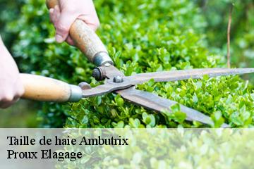 Taille de haie  ambutrix-01500 Proux Elagage