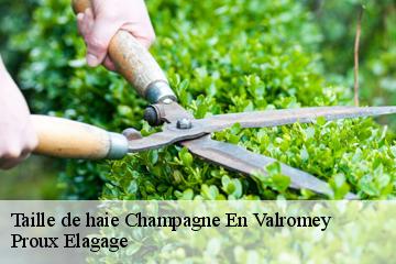 Taille de haie  champagne-en-valromey-01260 Proux Elagage