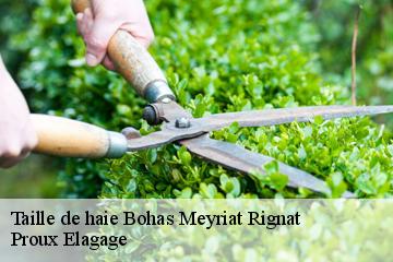 Taille de haie  bohas-meyriat-rignat-01250 Proux Elagage