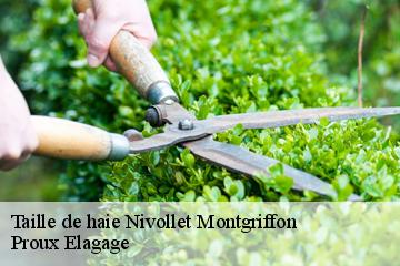 Taille de haie  nivollet-montgriffon-01230 Proux Elagage