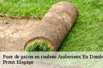 Pose de gazon en rouleau  amberieux-en-dombes-01330 Proux Elagage