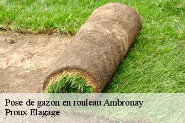 Pose de gazon en rouleau  ambronay-01500 Proux Elagage