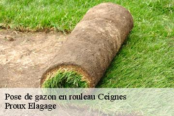 Pose de gazon en rouleau  ceignes-01430 Proux Elagage