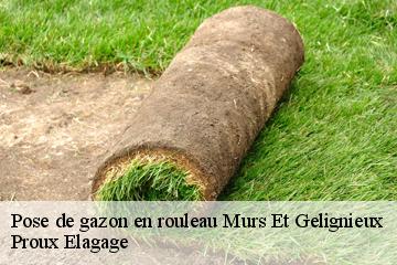 Pose de gazon en rouleau  murs-et-gelignieux-01300 Proux Elagage