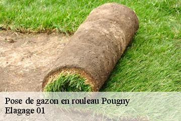 Pose de gazon en rouleau  pougny-01550 Elagage 01