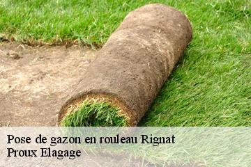 Pose de gazon en rouleau rignat-01250 Proux Elagage