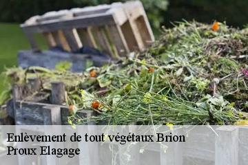 Enlèvement de tout végétaux brion-01460 Proux Elagage