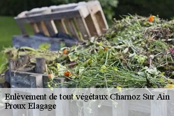 Enlèvement de tout végétaux charnoz-sur-ain-01800 Proux Elagage
