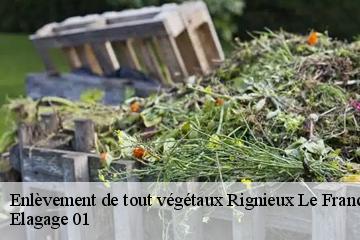 Enlèvement de tout végétaux  rignieux-le-franc-01800 Elagage 01