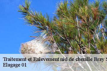 Traitement et Enlevement nid de chenille bray-sur-somme-80340 Elagage 01